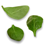 Baby spinach **Seasonal
